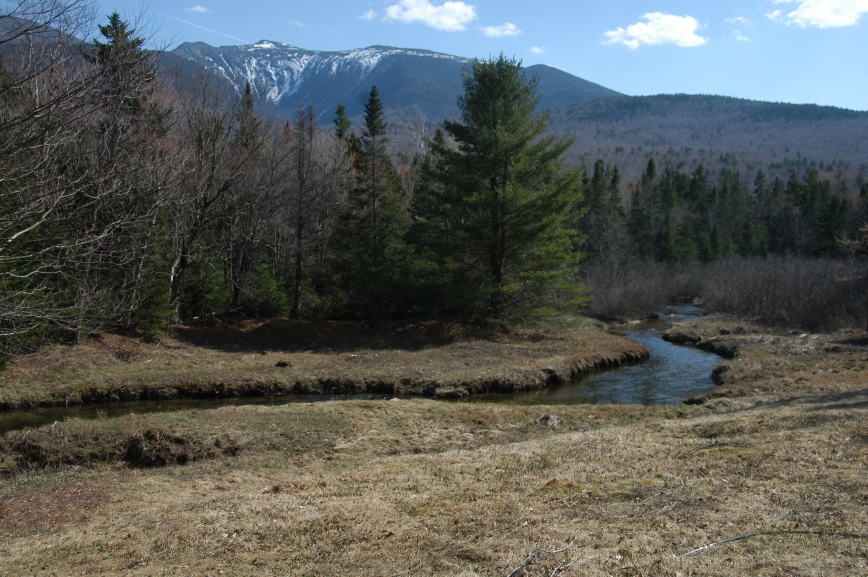 Copy of Treeline Ruth Maclennan Still 2