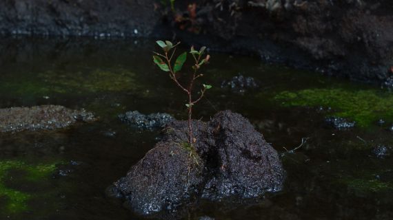 Patrick Hough, The Black River of Herself