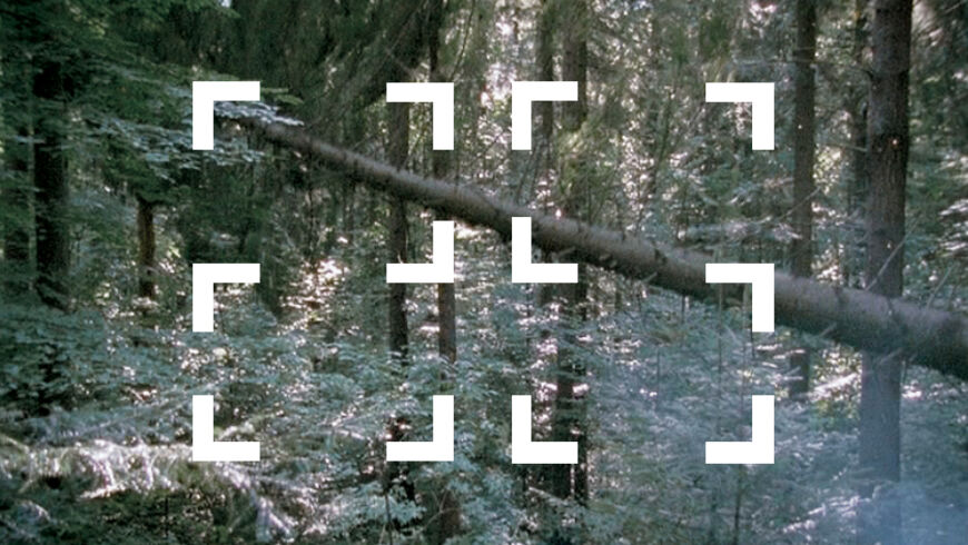 OG The Forest 1