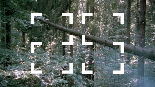 Talk & Screening: The Forest