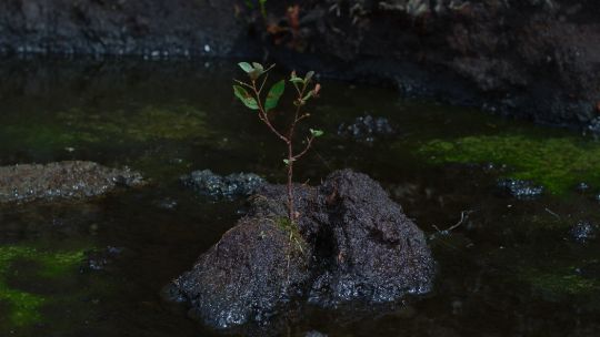 The Black River of Herself